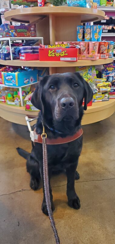Ketra, black labrador, sits on leash and in her harness in a Candy store. She is looking directly at the camera and behind her are shelves of colorful candy.