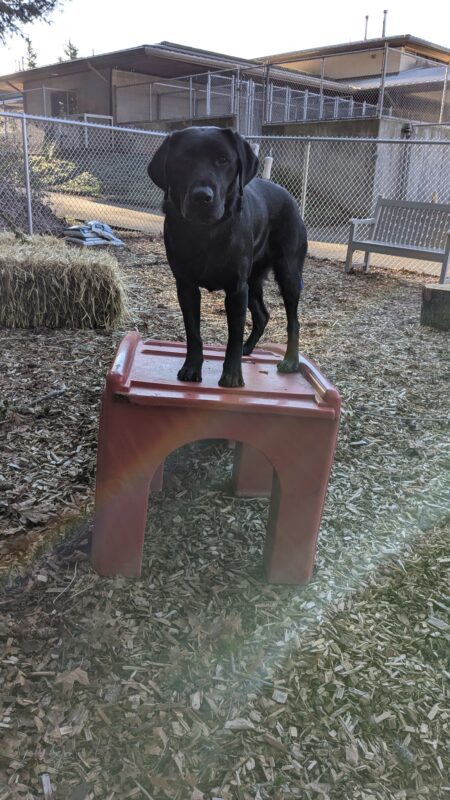 Ketra, black lab, stands looking at the camera on top of a red plastic bridge in the middle of a scent garden. Behind her you can see bark chips, bales of hay and a fence.
