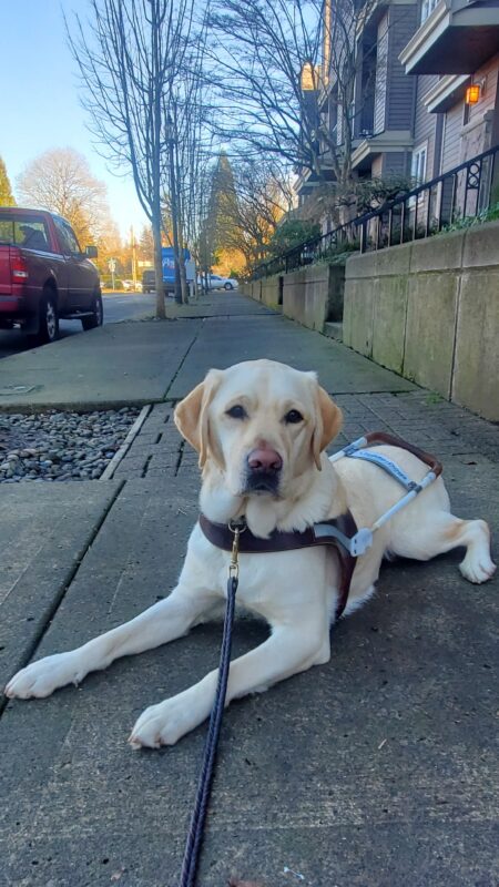 Tilly, yellow lab, lays in her harness looking directly at the camera with her leash stretched towards the camera. You can see the sidewalk stretching out behind her next to a roadway and apartment buildings.