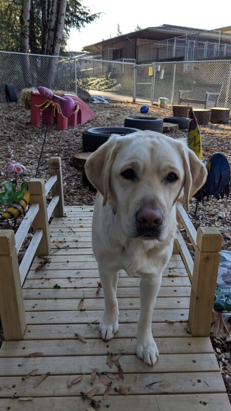 <p>Tilly, yellow lab, stands on a wooden bridge in the middle of a fenced in sensory garden. She is walking towards the camera and behind her you can see a line of tires and a red plastic bridge.</p>