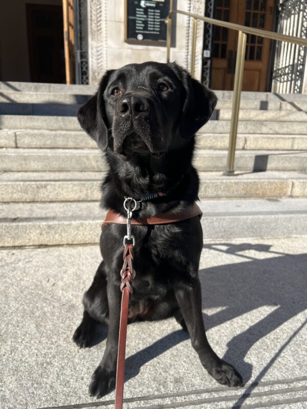 Black lab, Keaton, is sitting on the steps in front on a courthouse. She is wearing her leather harness and looking very regal.