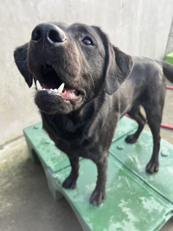 Black lab, Keaton, is standing on a green play structure in community run. She is looking towards her handler with a big smile on her face.