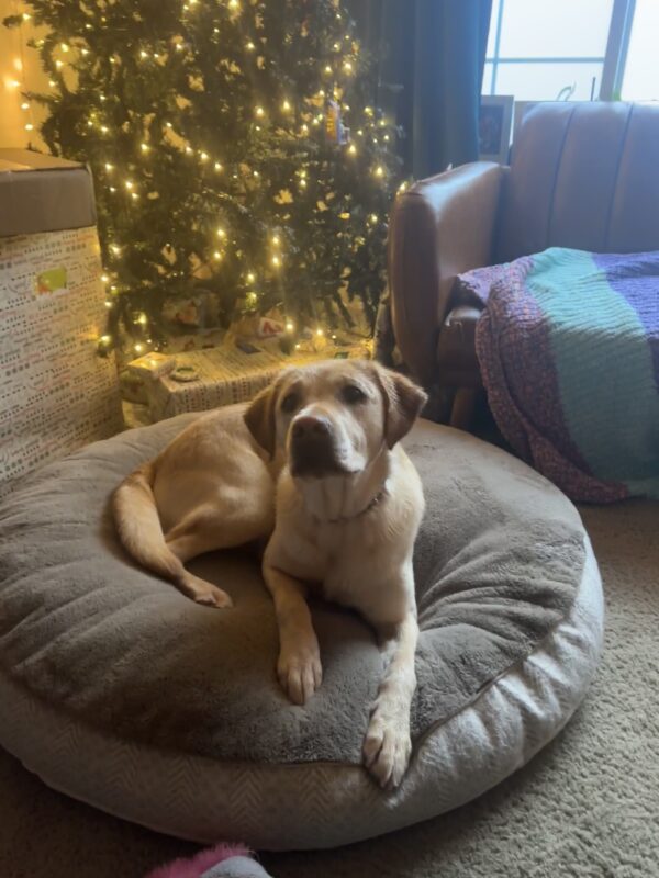A female yellow lab, Kendall, lies on a circular dog bed in front of a couch and artificial holiday tree.