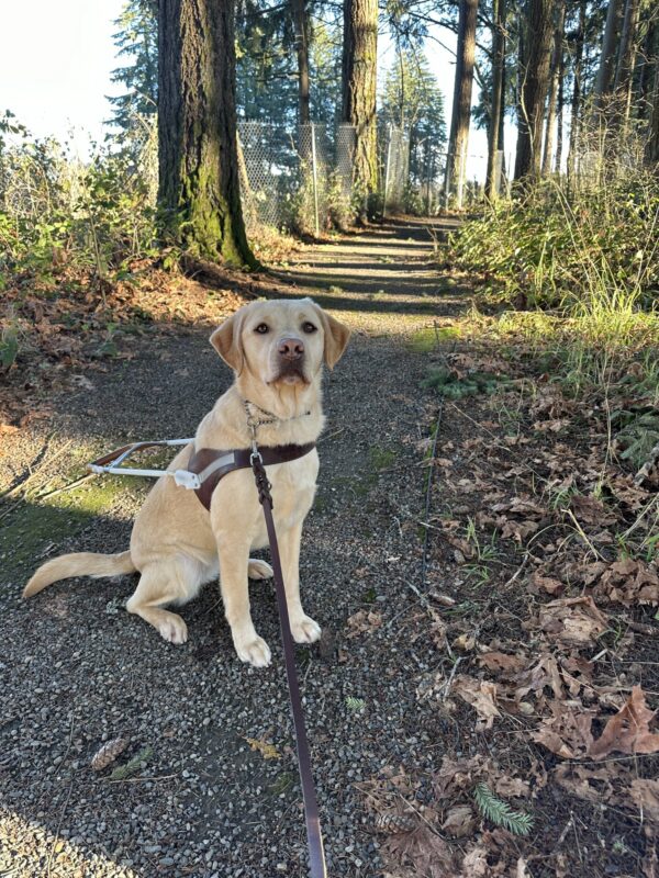 Kendall, a female yellow lab, sits in her harness on a paved trail on the Oregon campus.