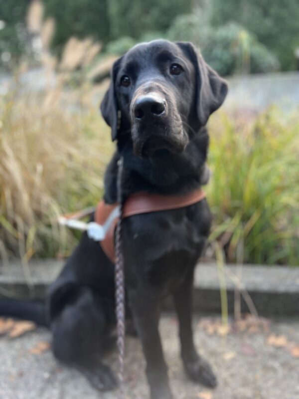 Large black lab, Kensington, is sitting on a concrete pathway in front of various greenery. He is wearing his guide dog harness and looking very handsome.