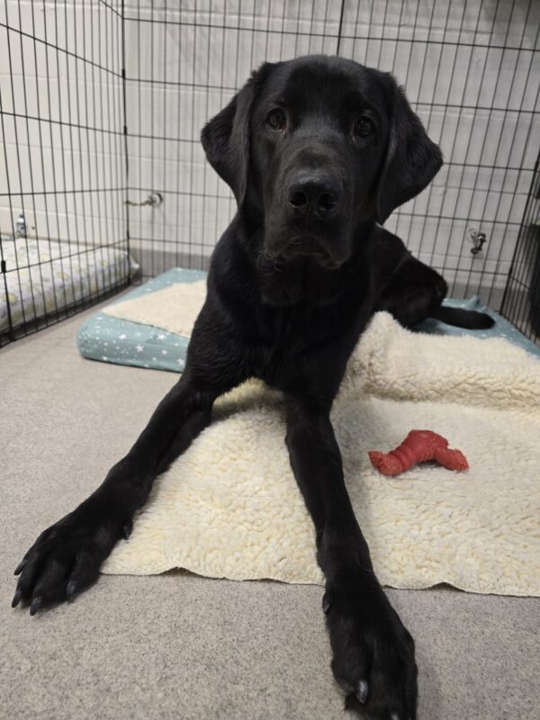 Kensington, a black lab, is hanging out in an ex-pen. He is laying on a plush bed covered with a fleece rug. Next to him is a red lobster nylabone.