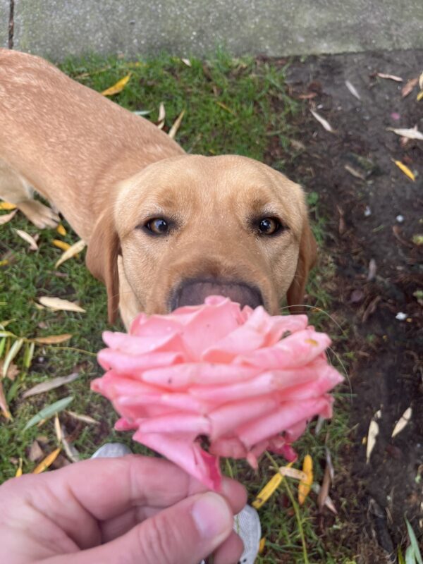 Lars is pictured close to the camera, on leash and out of harness, planting his nose into a large pink rose.