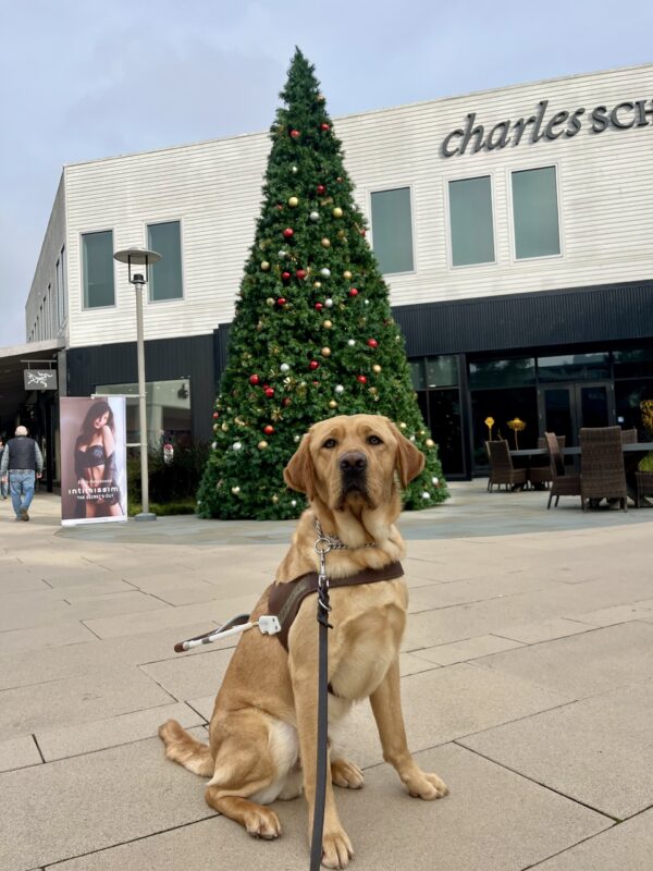 Lars is pictured sitting in harness in front of a very large christmas tree, located at an outdoor mall.