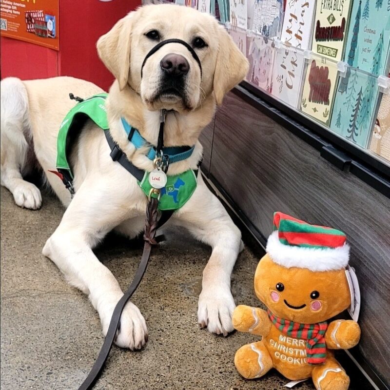 <p>Yellow lab Leaf laying on a concrete floor next to a shelf of greeting cards. A gingerbread man stuffed toy is posing with her.</p>