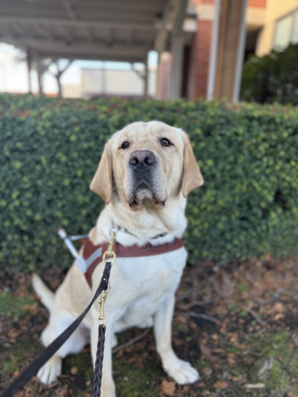 Yellow lab, Ledger, sits in front of a green shrub and wears his harness. He is looking into the camera sweetly.