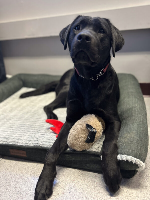 Maizie relaxes on a comfy dog bed in a GDB office with a stuffed chicken toy between her two front legs.