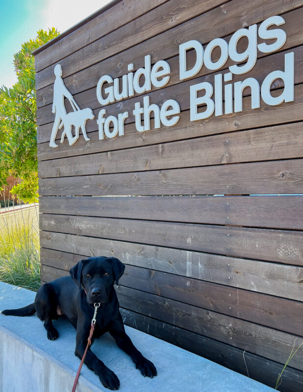 Maizie lies at attention in front of the wooden GDB sign with blue sky and greenery in the background