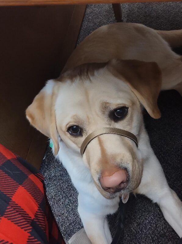 Yellow Lab Melvin in his headcollar laying next to his handler's leg