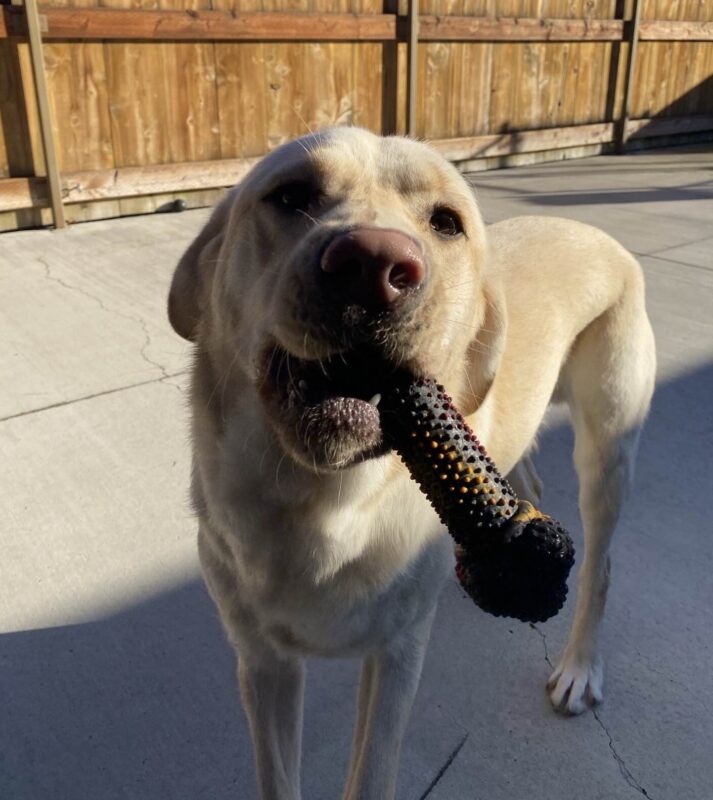 Happy Melvin showing off a black rubber bone he has in his mouth