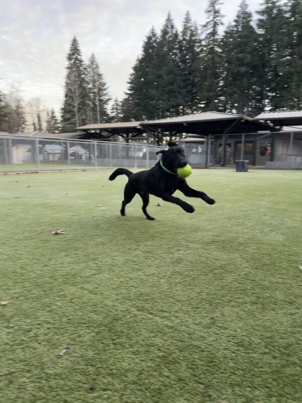 Black lab, Mumford, runs in a turf play yard with a green ball in his mouth. His front feet are off the ground and his ears are flying in the wind.