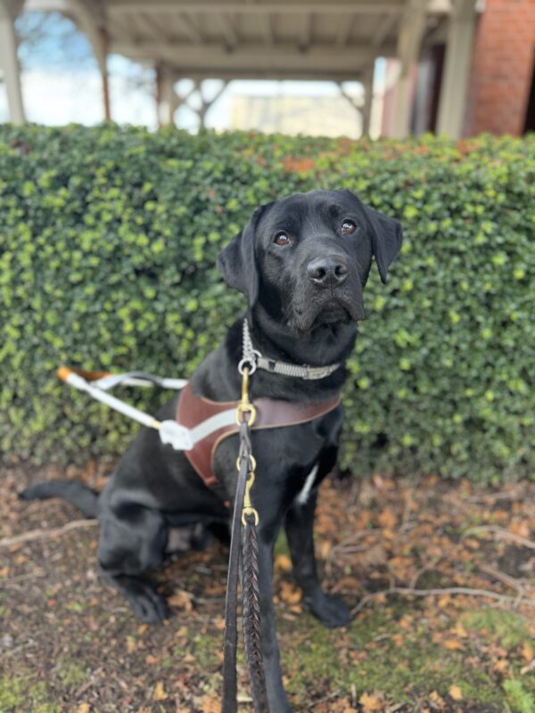 Mumford, a black lab with a white strip on his chest, sits in front of a green shrub. He is wearing his harness and looking into the camera sweetly.