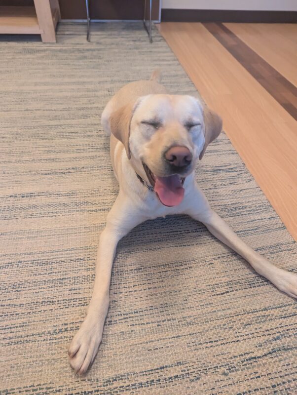 Finnegan attempts his best loaf after a play session. His front legs are spread out in front of him, he has a big tongue out smile, and his eyes closed.