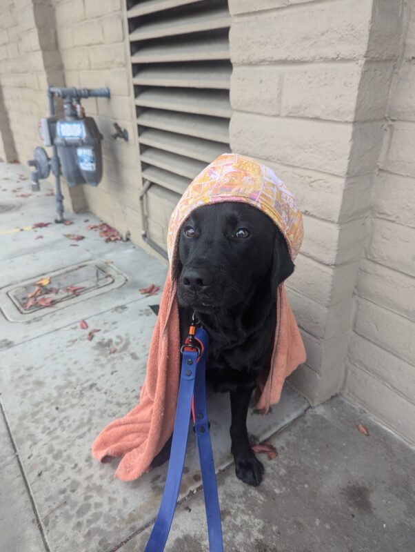Groovy sits with a towel wrapped around her and a hood covering her head after a rainy route. She looks off to the left of frame, patiently waiting for me to continue drying her.