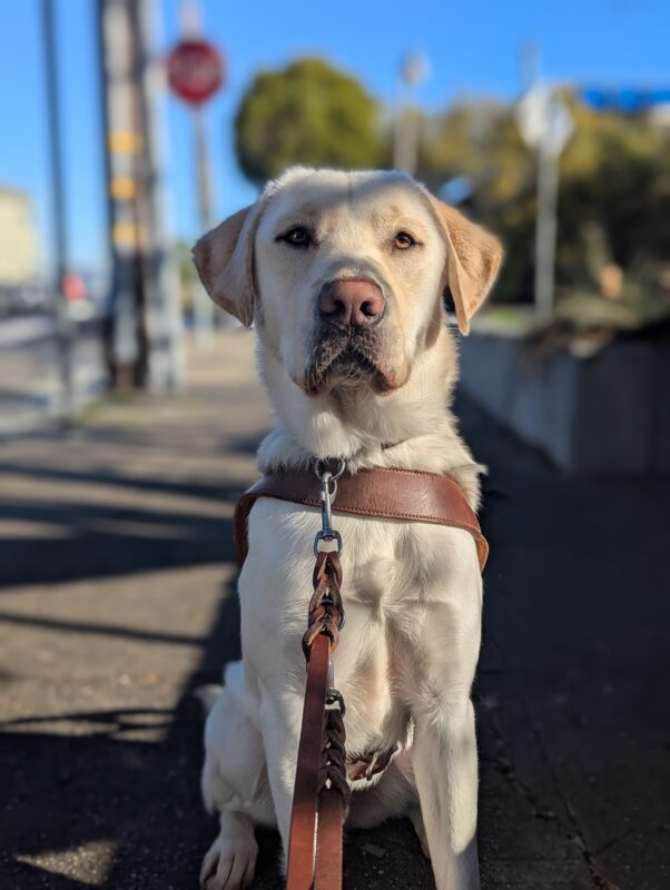 Pimlico sits in harness in a sidewalk. The sunshine on his face as he looks straight at the camera with a very professional dog model look.