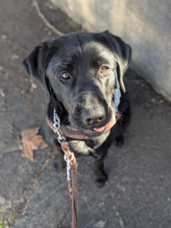 Groovy sits in harness after a route. The sun is shining on her face as her brown eyes glint. Her tongue is slightly out as she looks up at the camera.
