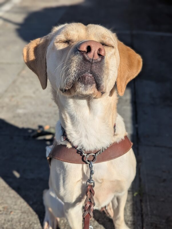 Finnegan sits in harness posing for his photo. The sunshine on his face, he holds his eyes closed with a smile on his face as he enjoys the warmth on a cold winter day.