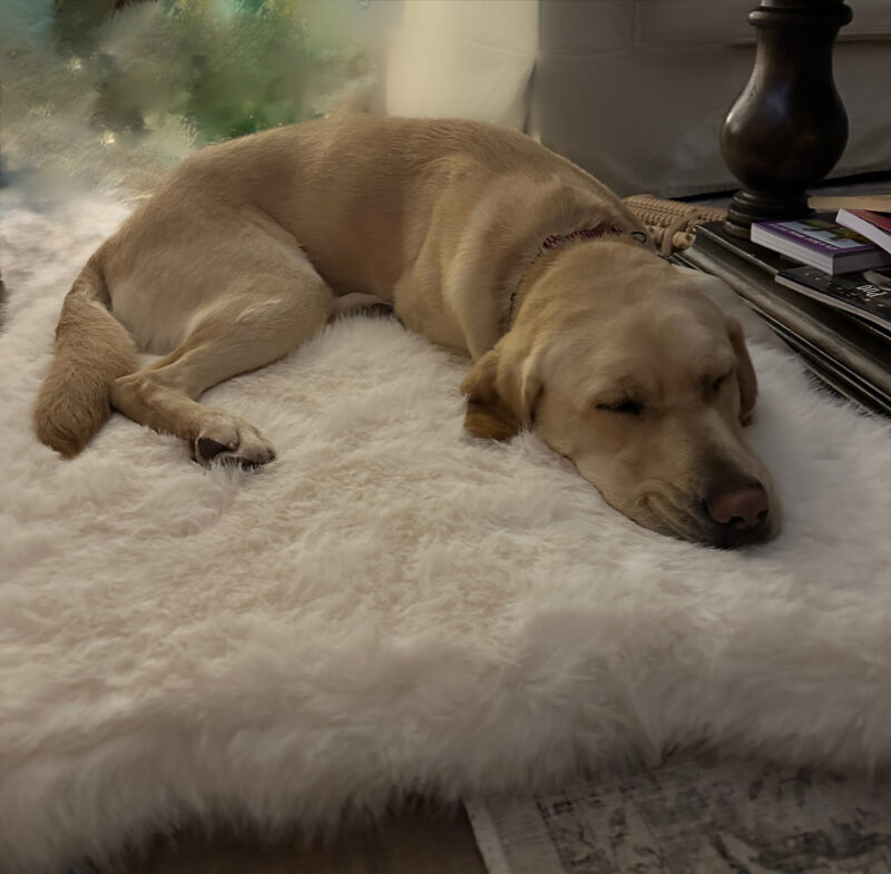 <p>Palm snoozes on a fluffy white dog bed in the soft evening light. Next to her is a stack of books under a coffee table.</p>