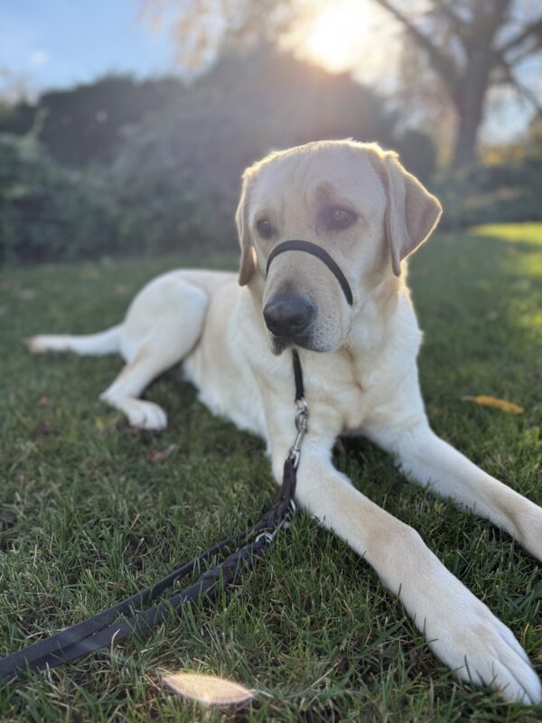 <p>Pax lays in the grass, basking in the afternoon sun. Behind him are trees filtering the light into glowing rays above his head.</p>
