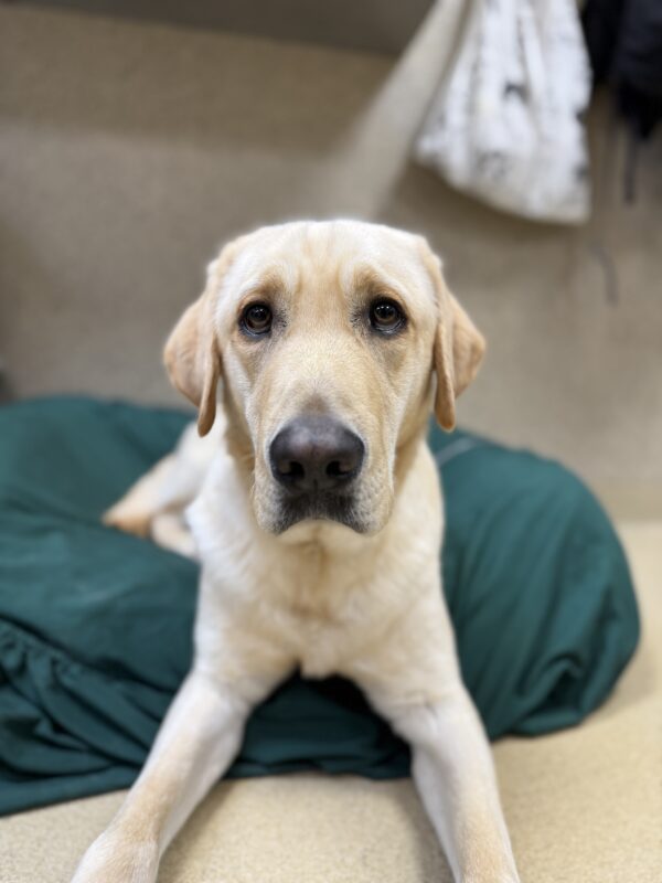 <p>Pax relaxes on a big green stuffed dog bed looking directly into the camera with his soulful brown eyes.</p>