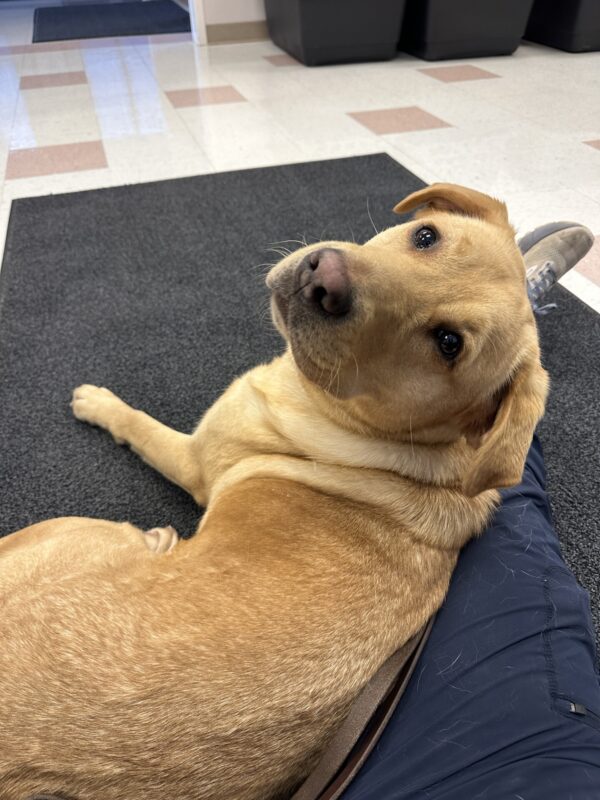 A female yellow lab, Pebble, is looking over her left shoulder at the camera. She is lying down, cuddling with her instructor.