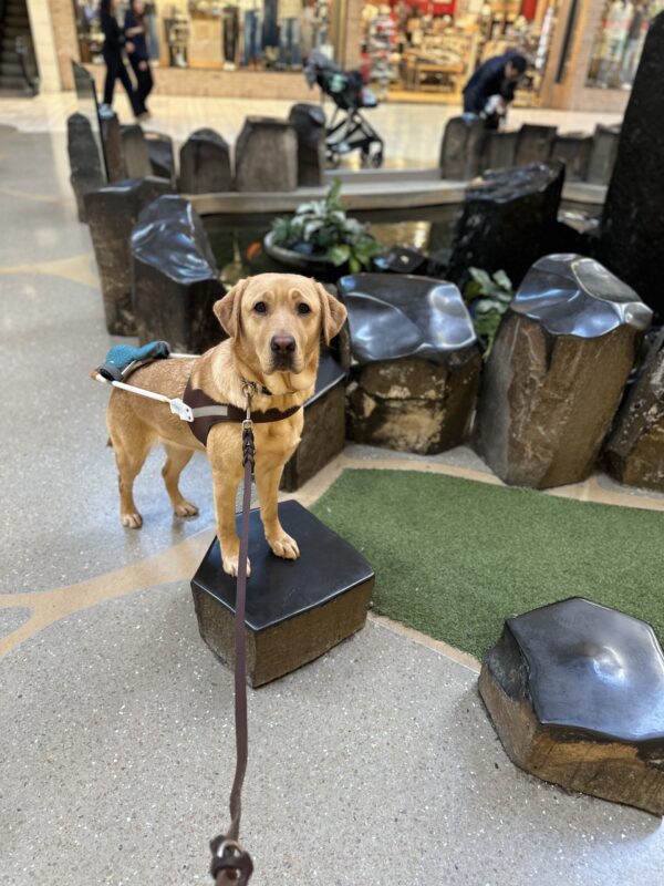 Pebble, a female yellow lab, stands with her two front paws up on a pedestal. She is wearing her harness and is in front of a pond inside a store.