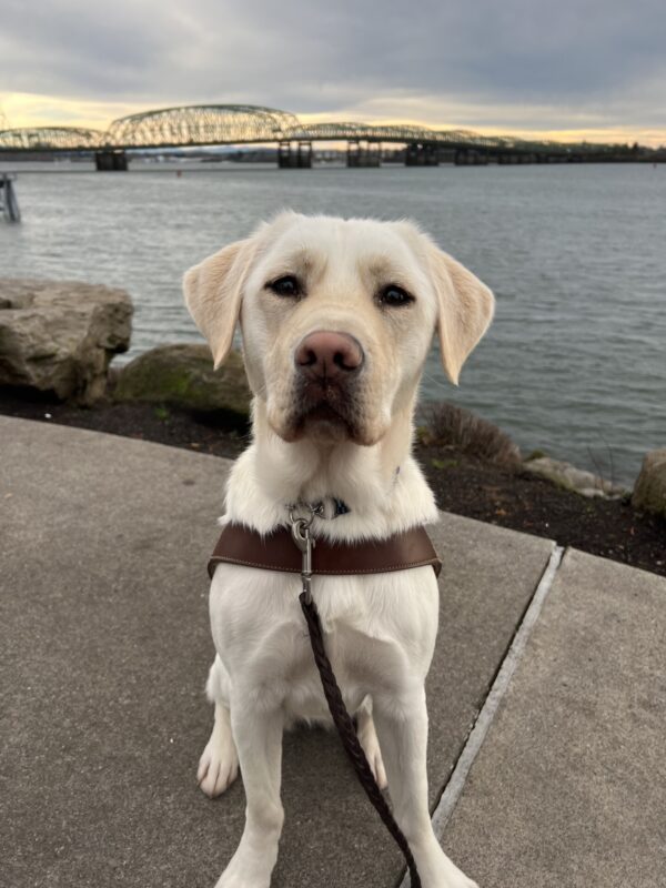Yellow lab, Pink, is sitting on a sidewalk pathway at the Vancouver Waterfront. She is wearing her leather harness and looking very regal. A large river and bridge are in the background.