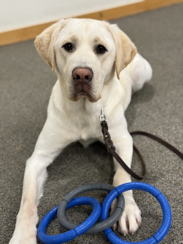 Powell lays on a carpeted floor with blue and grey tug rings laying across his front feet. He is attentively looking at the camera but just finished a game of tug with his handler.