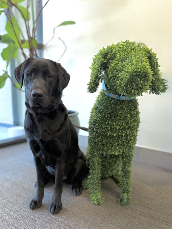<p>Proper sits in the CA Admin building next to a topiary shaped like a labrador. She and the topiary are almost the same size and holding the same pose.</p>
