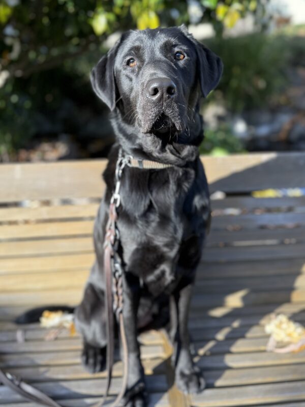 <p>Proper is sitting on a wooden bench in the sunlight. Her glossy black coat is reflecting the sun and she looks directly into the camera.</p>