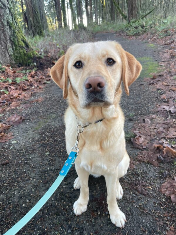 Miranda, a yellow Labrador, sits on a trail in a forest. She is looking at the camera with an adorable and serious expression.