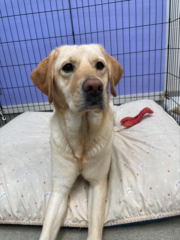 Miranda, a yellow Labrador, is laying on a large bed in an x-pen with her front legs stretched forward. She is looking off past the camera, and a red lobster nylabone is visible in the background.