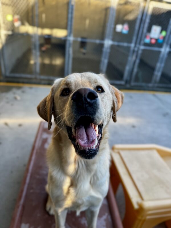 RIgby is pictured staring at the camera with a large open mouth smile. He is in out fenced in community run area, sitting on a large red piece of furniture.