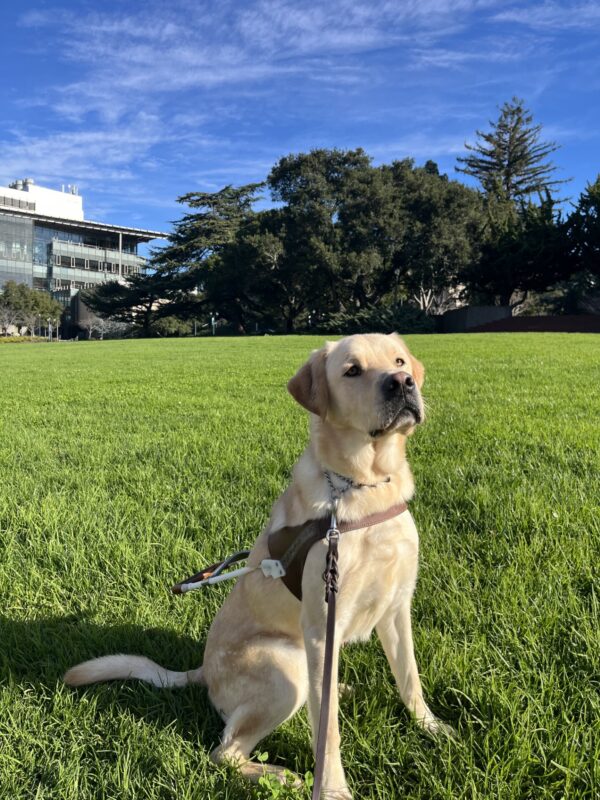 Rigby is pictured sitting in harness staring at the camera. He is on a college university lawn and there is a bright blue sky, bright green grass and a large building in the back.