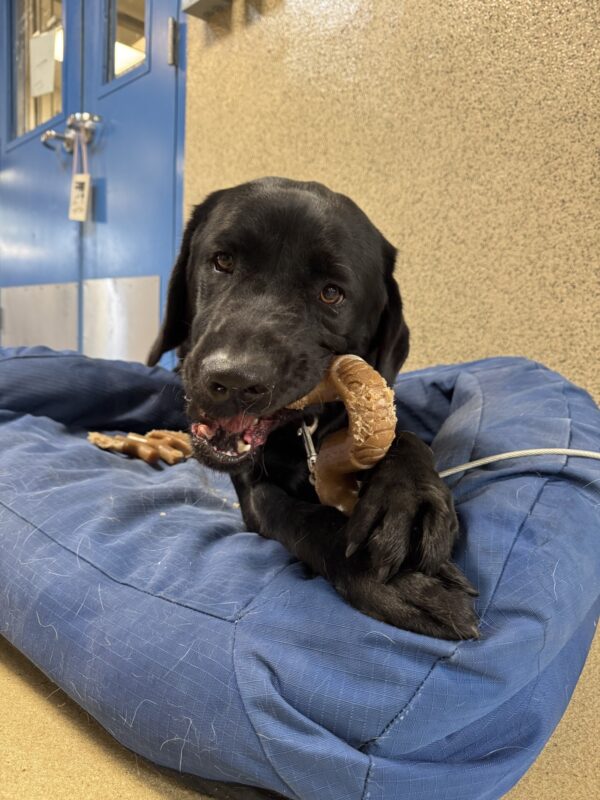 Rigel lays in a blue dog bed while chewing on a benebone held between his front two paws.