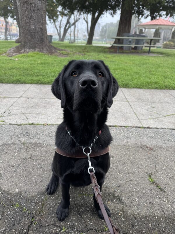 Rigel sits in harness and stares directly into the camera. Rigel sits on a sidewalk with a grassy park behind him on a dark, cloudy day.