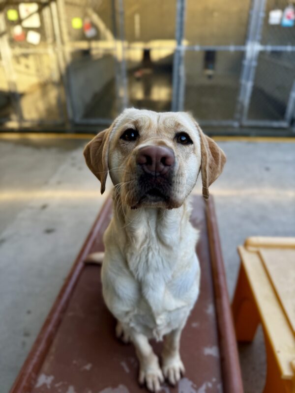 Rivendell is pictured staring at the camera, sitting on a large piece of red furniture located in the fenced in, community run area on campus.