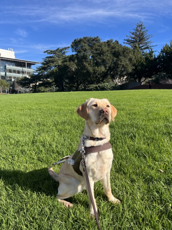 Rivendell is pictured sitting in harness staring at the camera. He is on a college university lawn and there is a bright blue sky, bright green grass and a large building in the back.