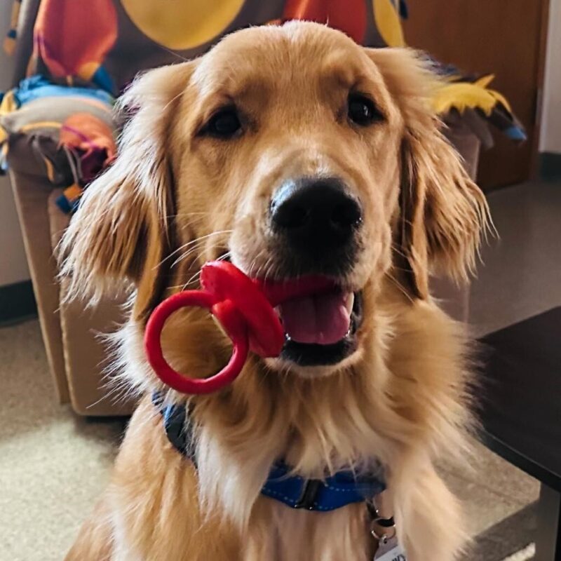Golden Retriever Scully holding a red chew toy that looks like a pacifier in his mouth