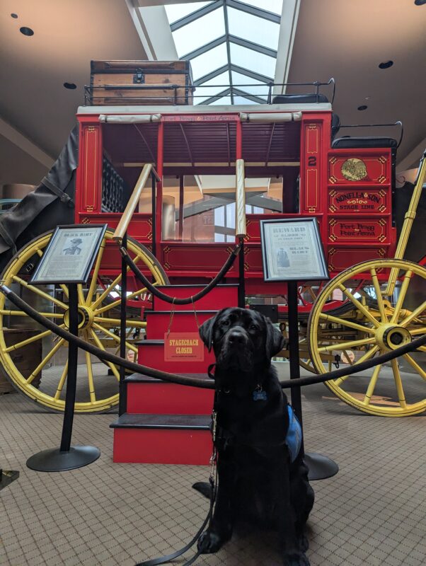 Black Lab Silver posing in front of a red carriage