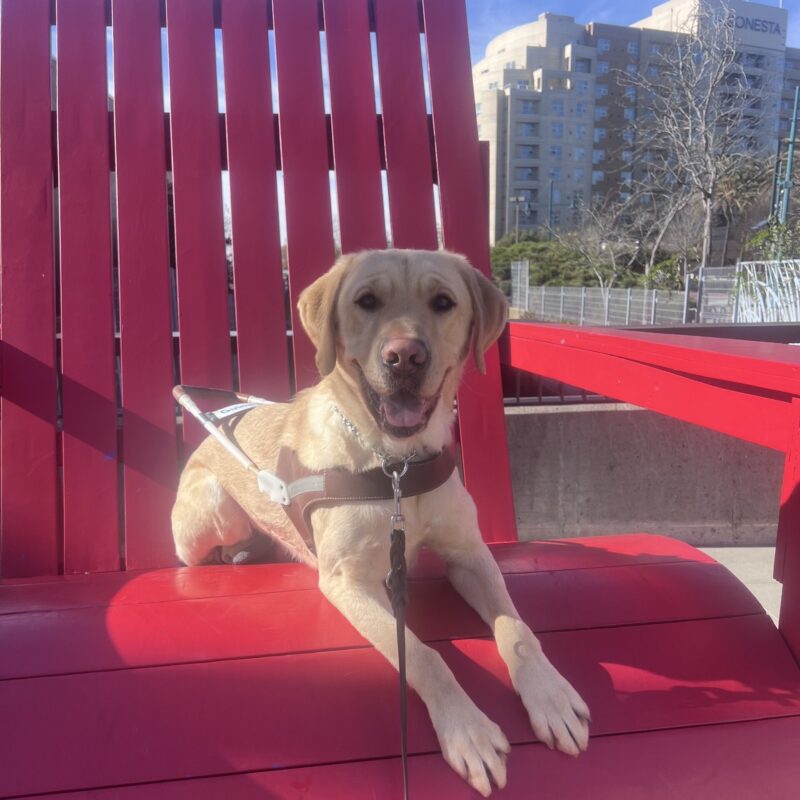 Sycamore is wearing his harness and lying down on a large red chair. He is looking at the camera with his ears perked and his mouth open in a happy smile.
