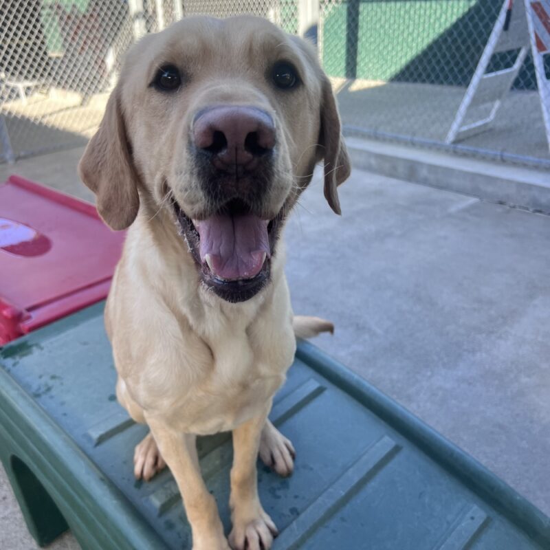 Sycamore is sitting on a green play structure in community run. He is gazing up at the camera with a happy smile on his face.
