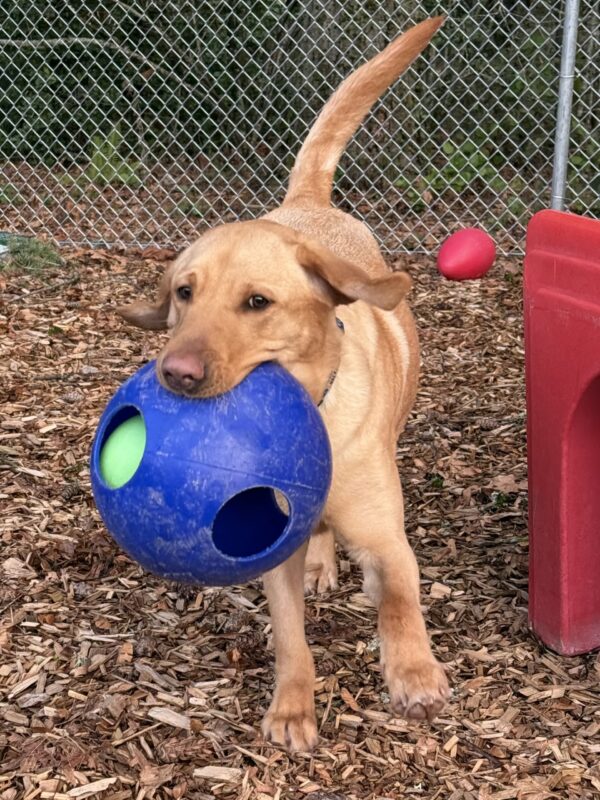 Tater runs in a woodchip fenced-in yard surrounded by red toys. He is holding a large blue and green ball in his mouth. His ears are flailing outwards as if they are airplane wings.