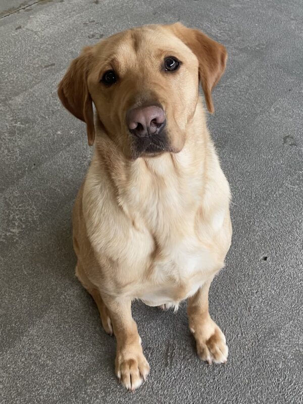 Tater sits politely on concrete ground. He looks up at the camera as his eyes glisten in the light.