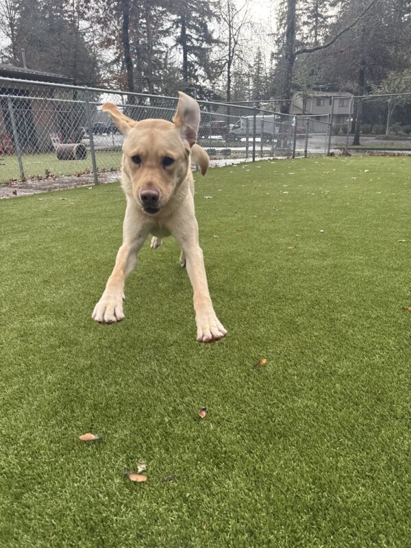 Thumper runs toward the camera in the grassy free run area. His ears are flopped up and his front feet are in the air pointing toward the camera, appearing as though he is flying toward the camera. There is chain link fencing and a parking lot in the background.
