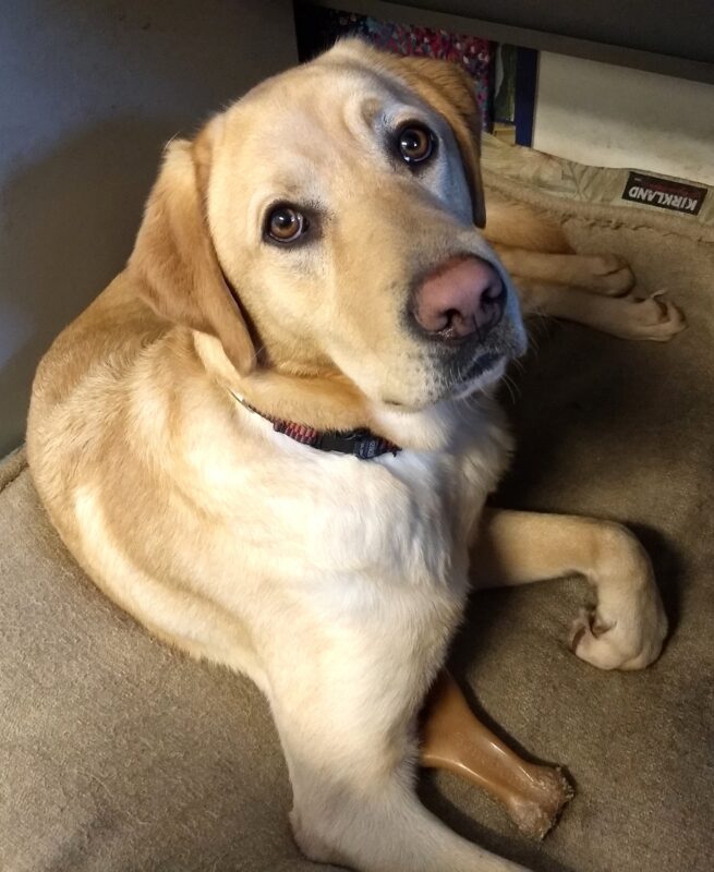 Yellow Lab Timber is laying on a doggie bed staring up at the camera.